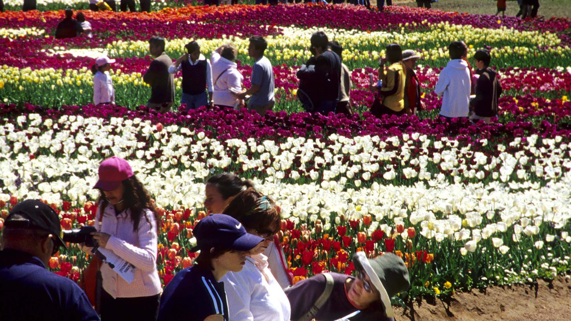 Floriade: A.C.T - فستیوال استرالیا
