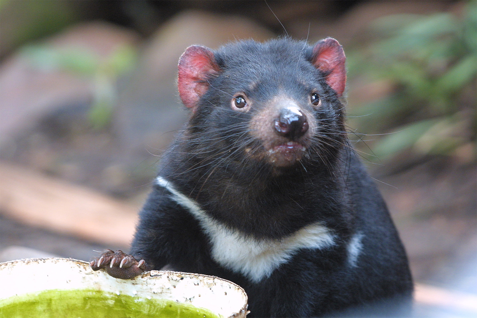 حیوان Tasmanian devil